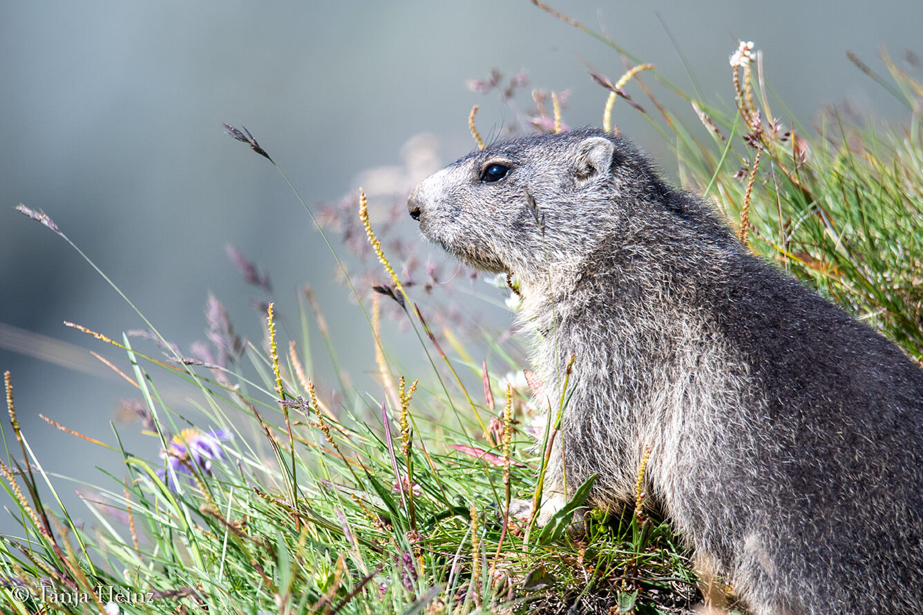 Murmeltiere am Großglockner