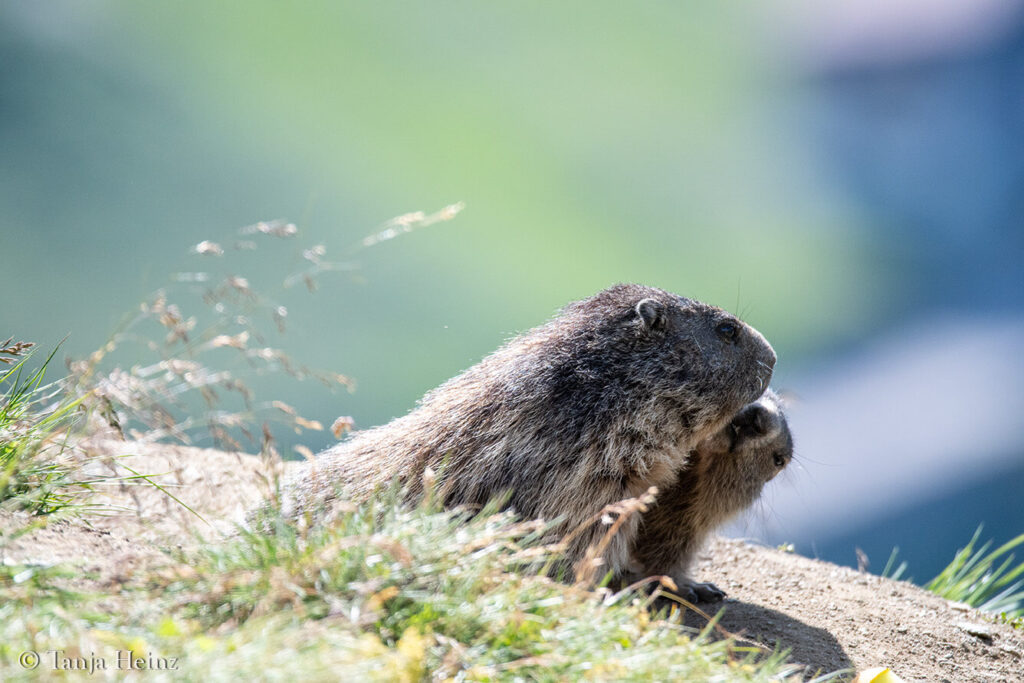 Marmots at the Grossglockner