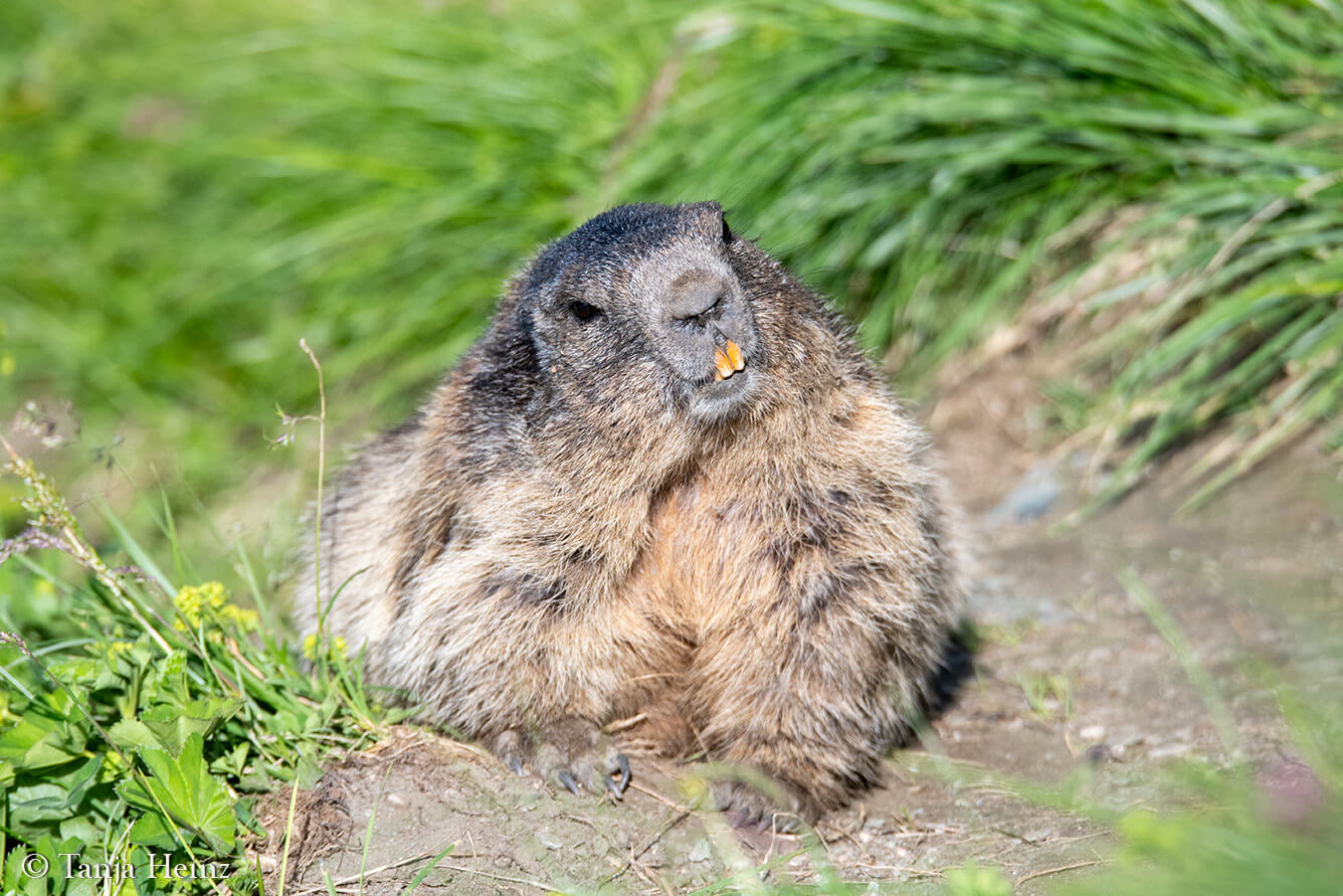 Murmeltiere am Großglockner