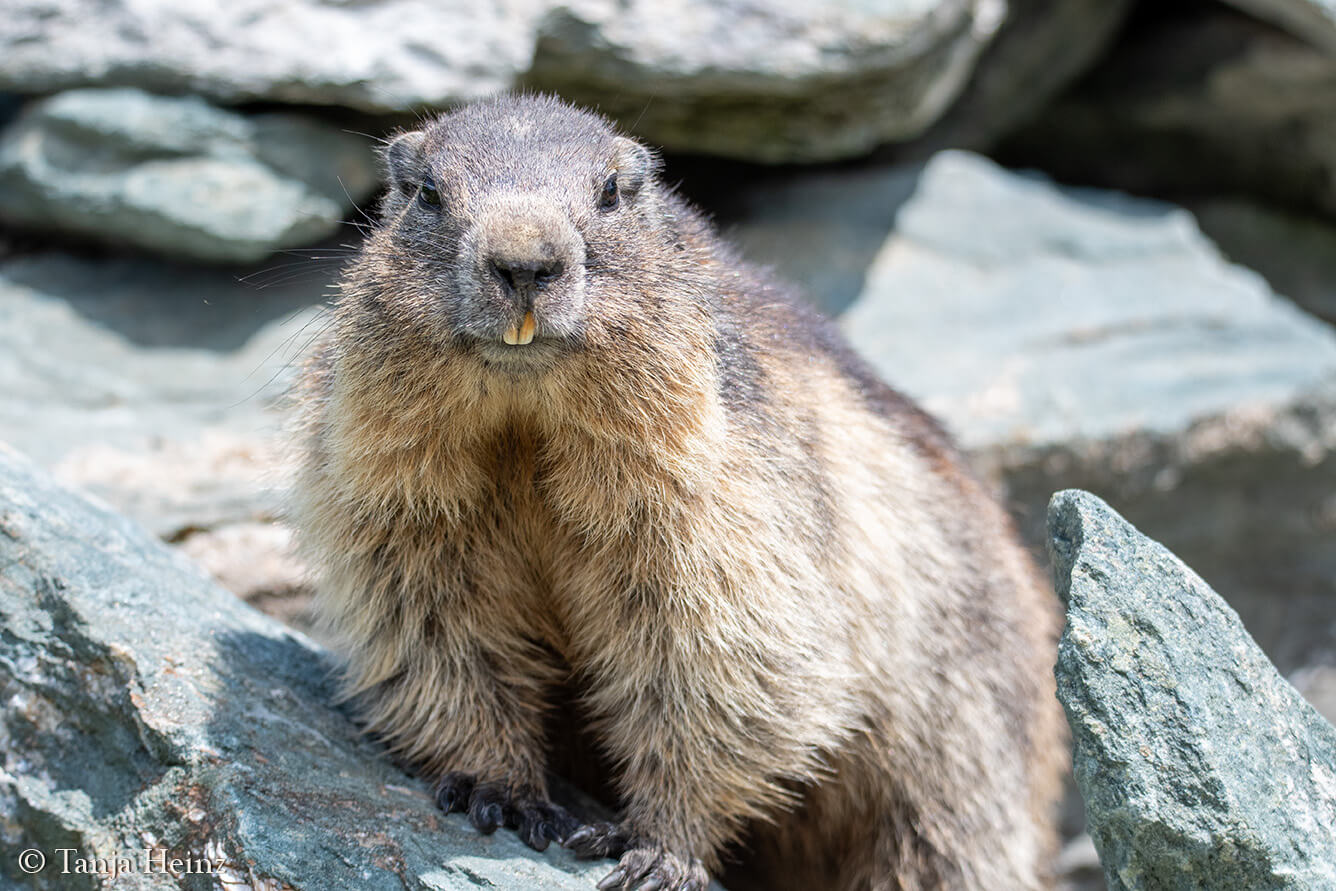 Murmeltiere am Großglockner