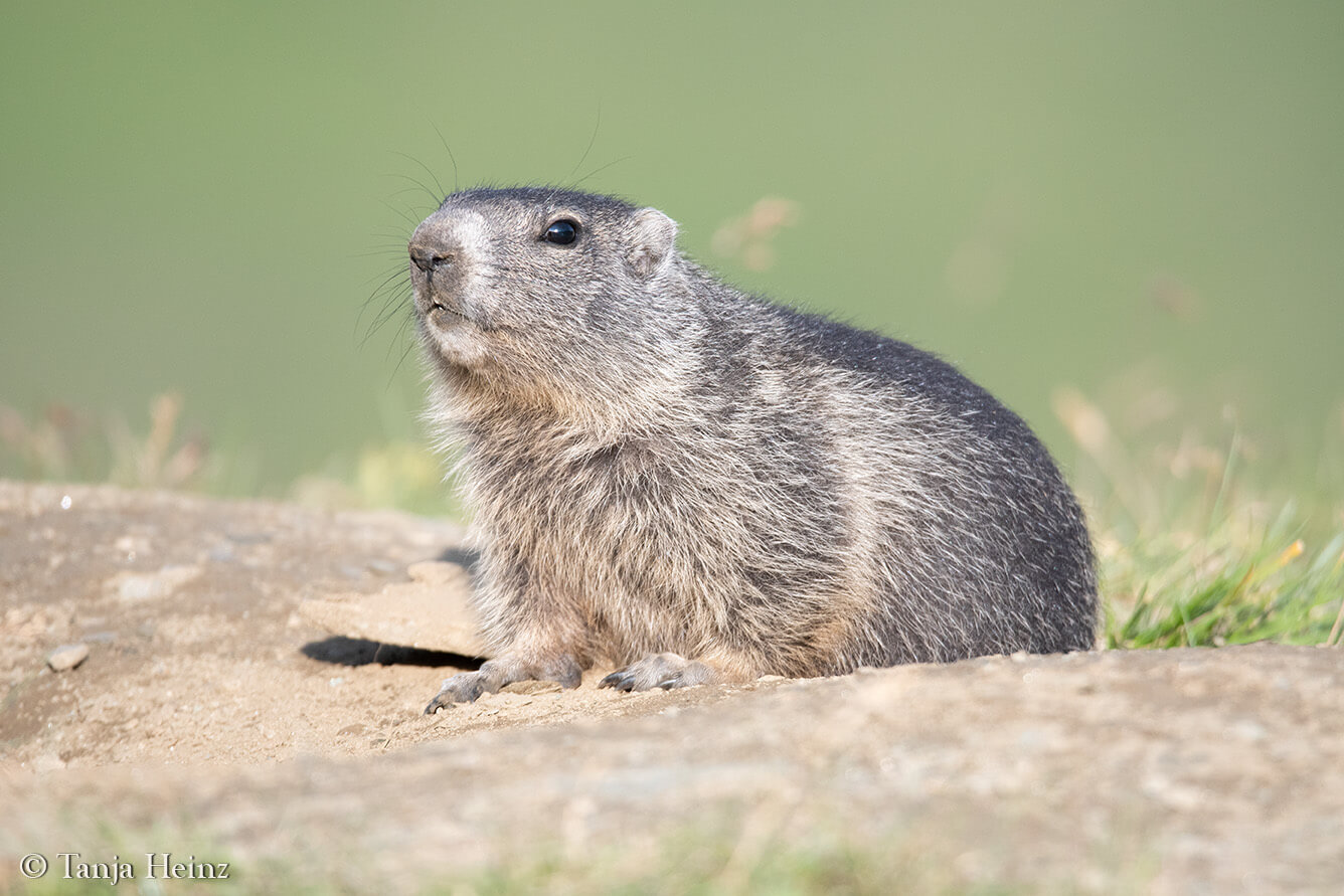 Murmeltiere am Großglockner