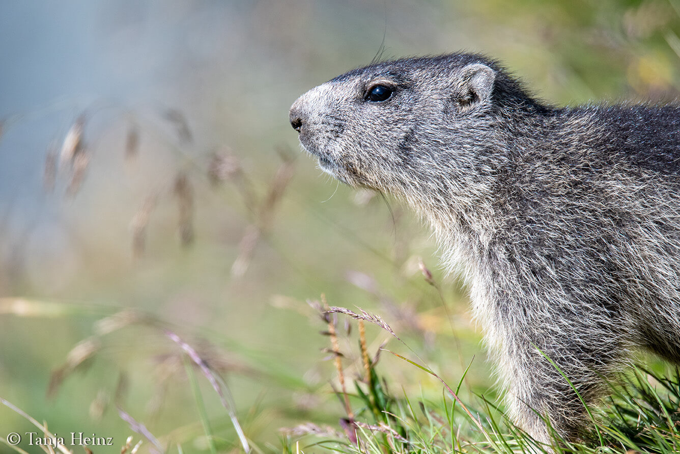 Murmeltiere am Großglockner