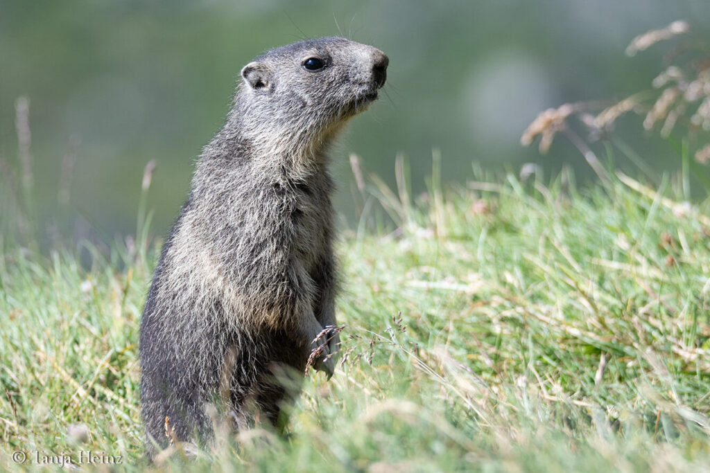 Marmots at the Grossglockner