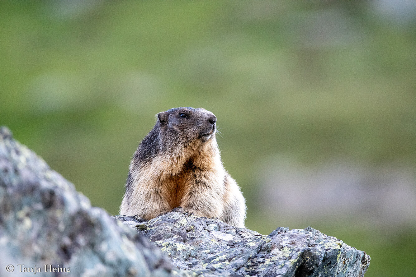 Murmeltiere am Großglockner