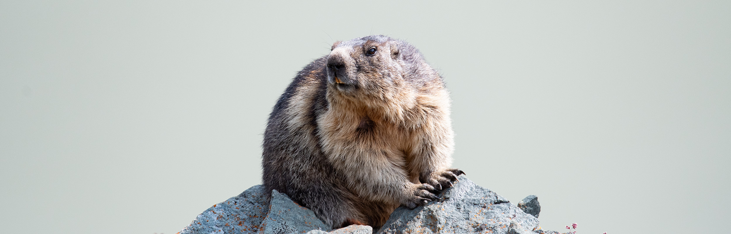 Marmots at the Grossglockner in Austria