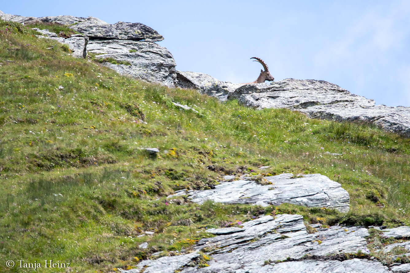 Steinböcke am Großglockner