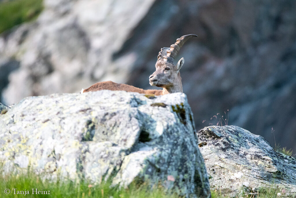 Ibexes around the Grossglockner