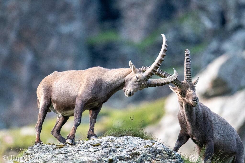 Ibexes around the Grossglockner