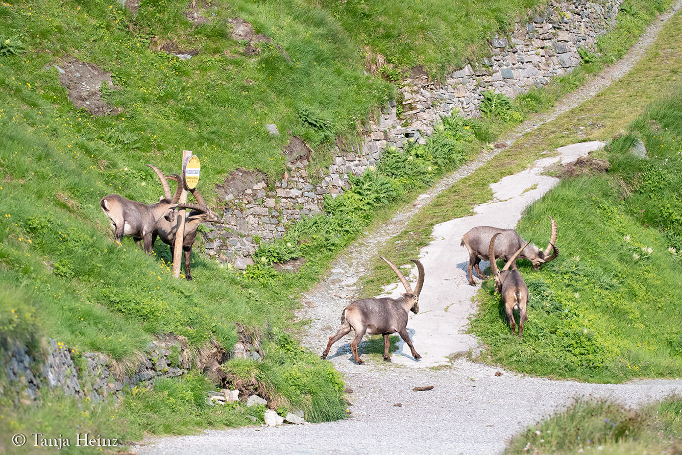 Steinböcke am Großglockner