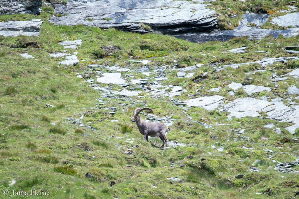 Ibexes around the Grossglockner
