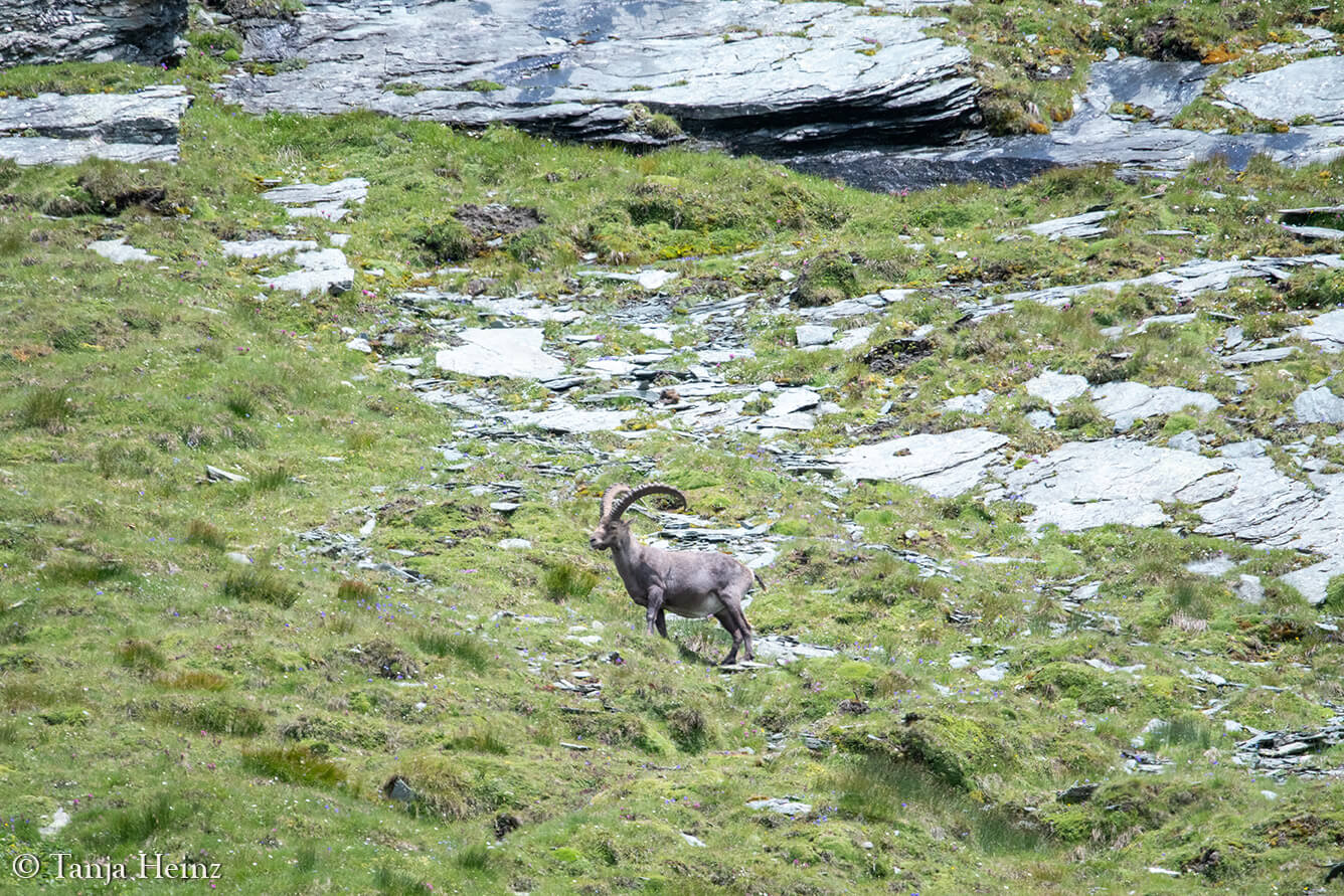 Steinböcke am Großglockner