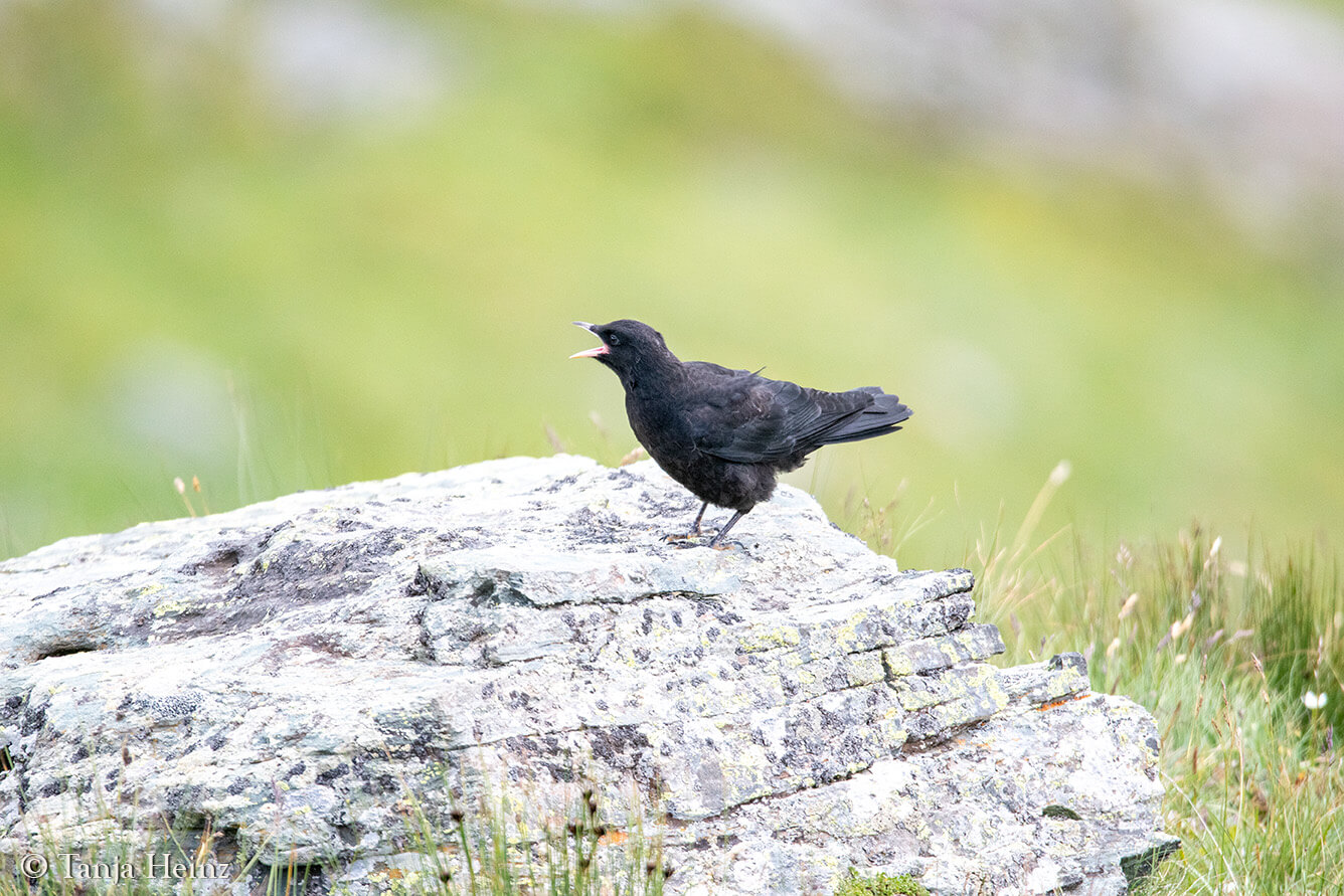 Alpendohle