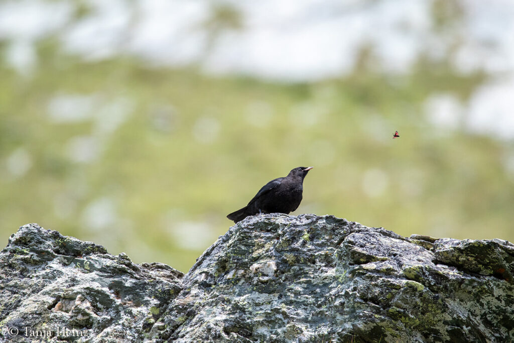 Alpine chough