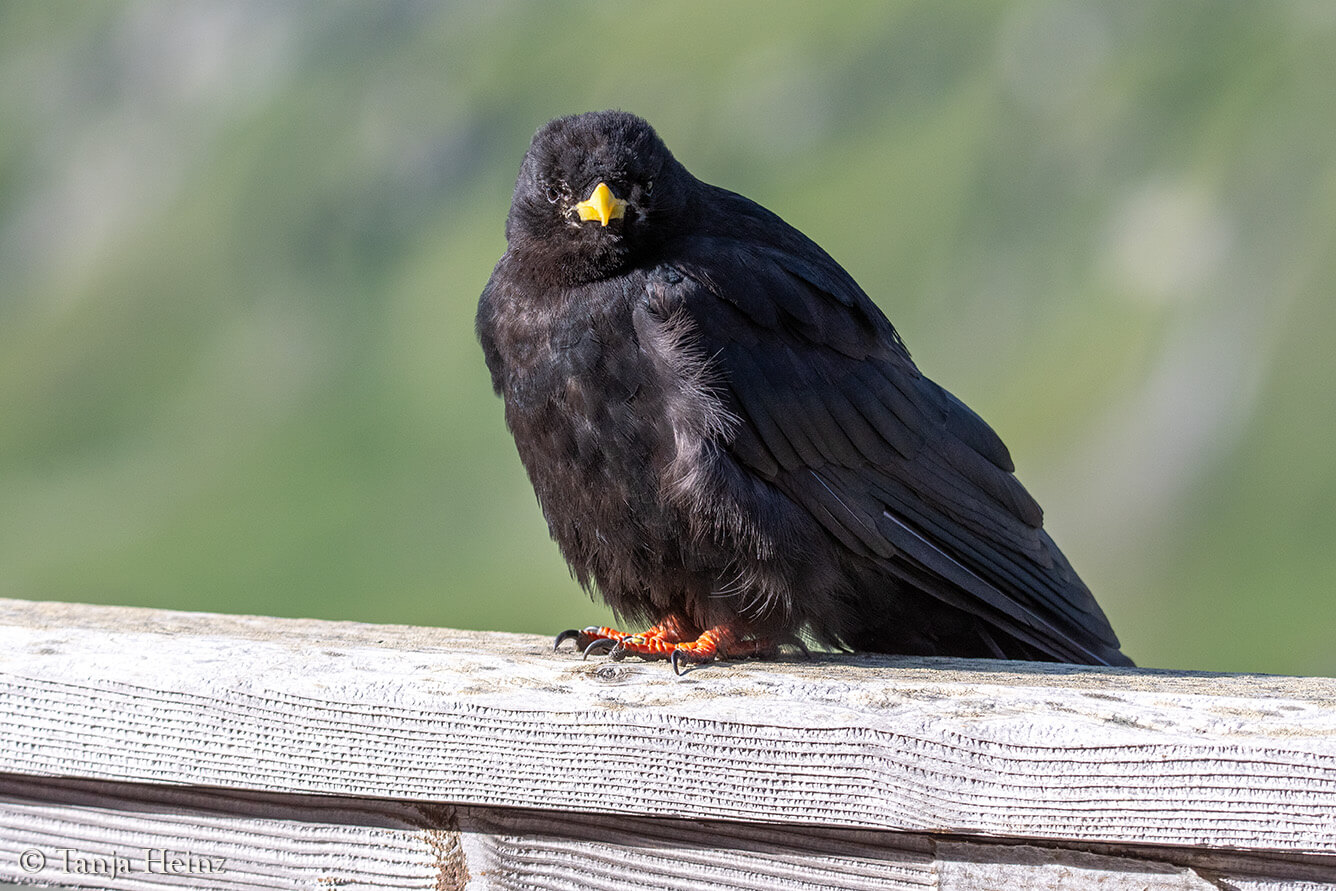 Alpendohle