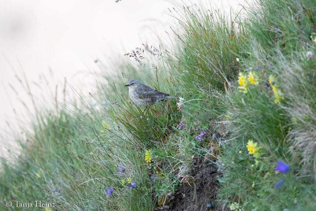 water pipit