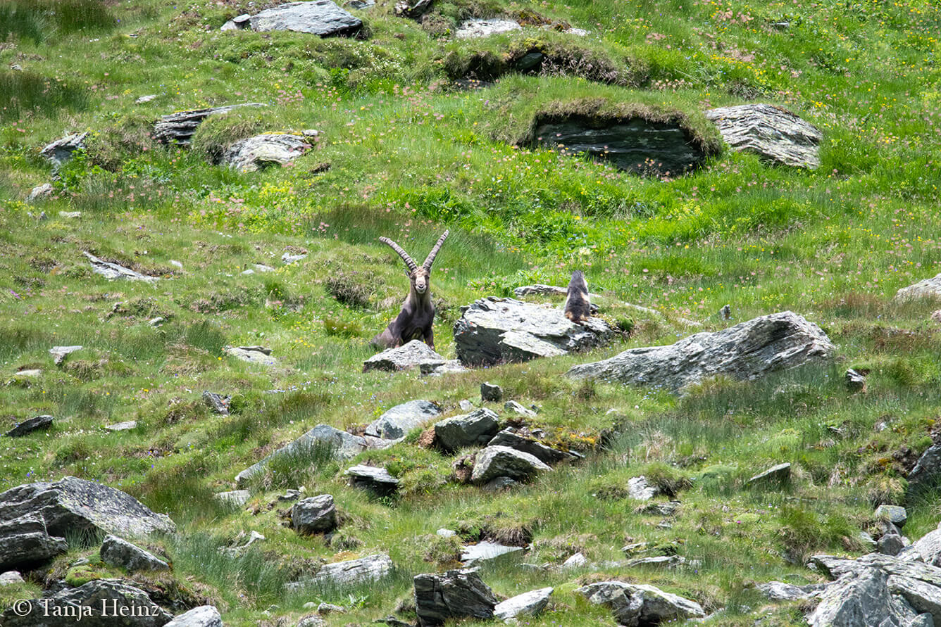 Steinböcke am Großglockner