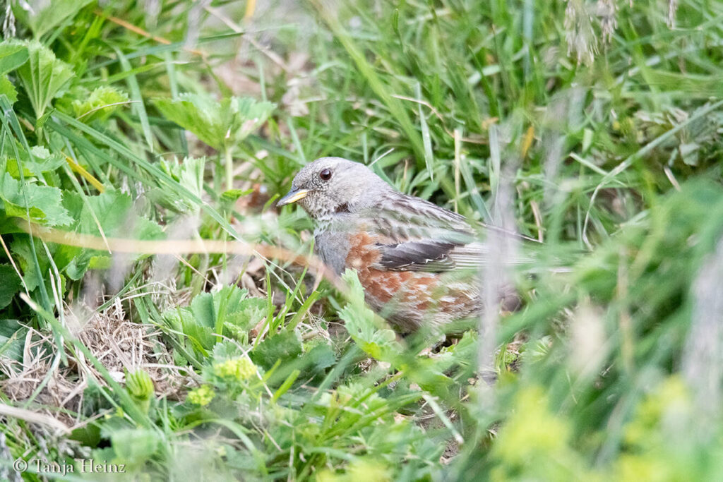 alpine accentor