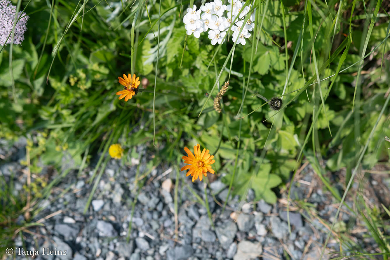 Pflanzen in den Alpen