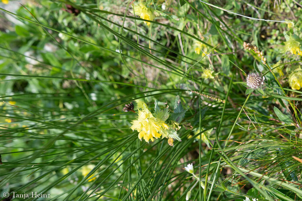 Plants in the Alps