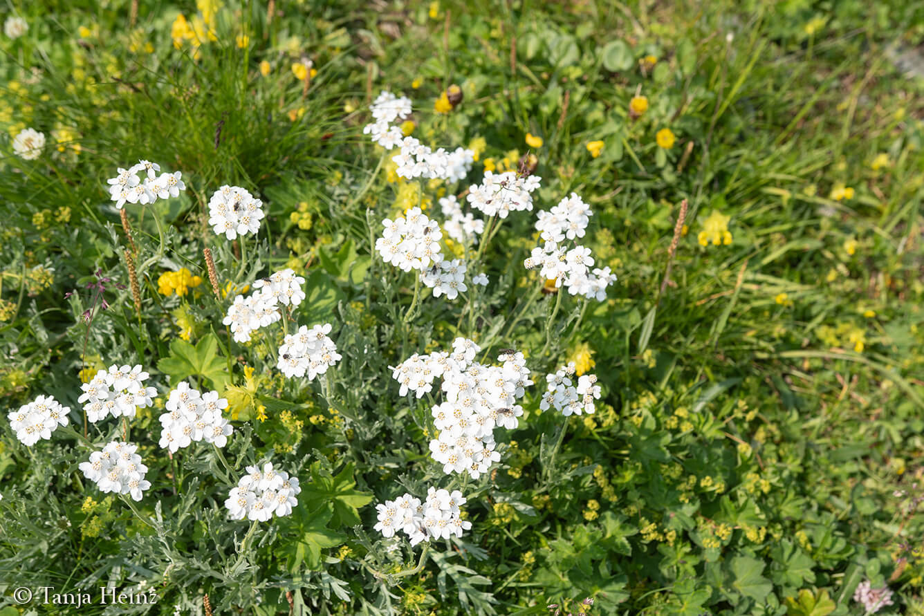 Pflanzen in den Alpen