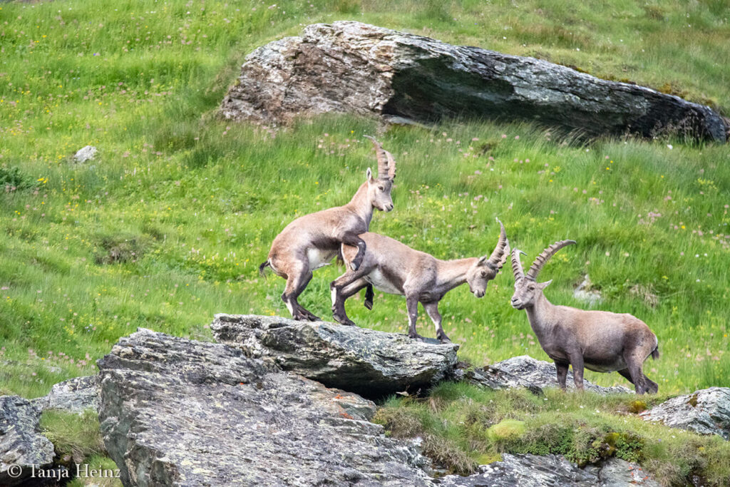 Ibexes around the Grossglockner