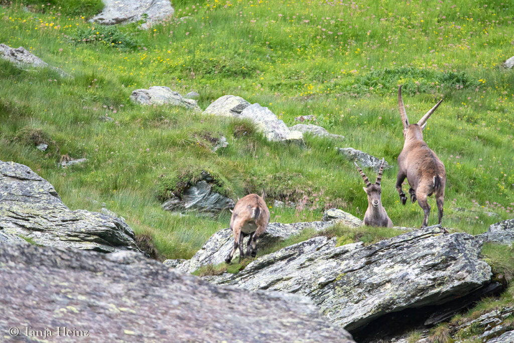 Ibexes around the Grossglockner