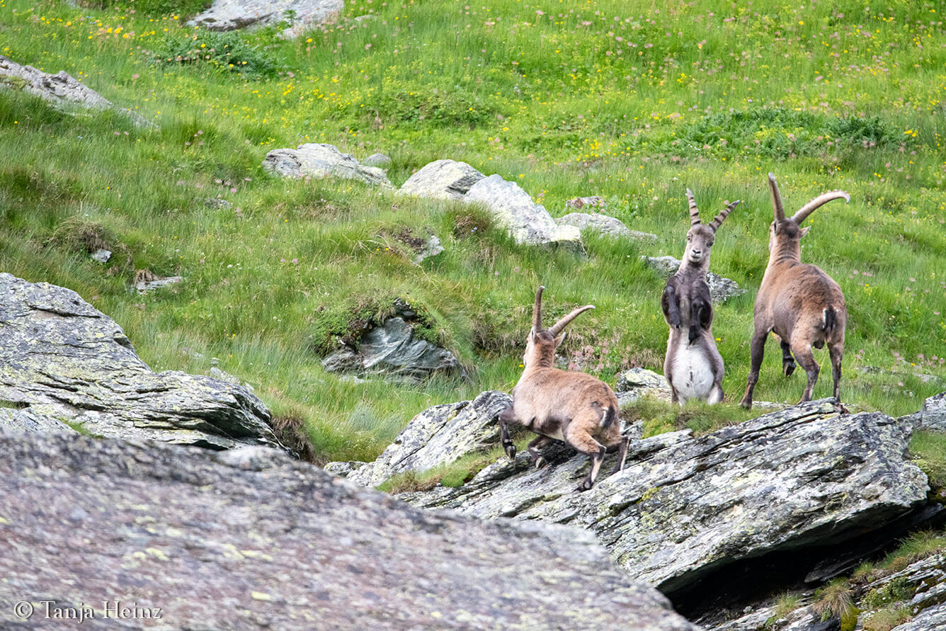 Steinböcke am Großglockner