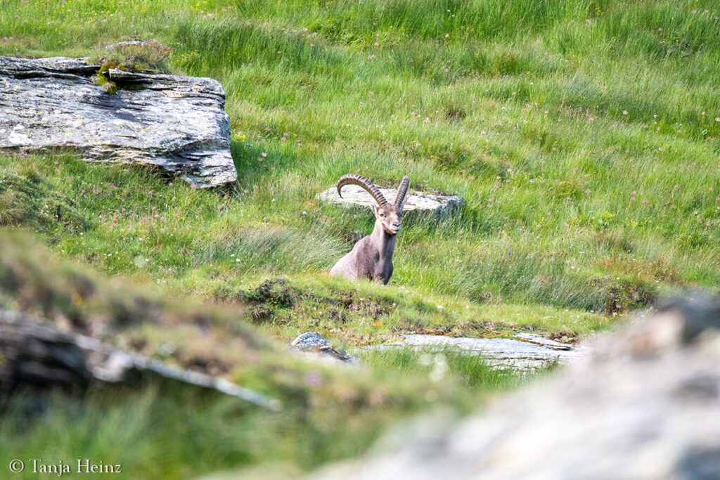 Ibexes around the Grossglockner