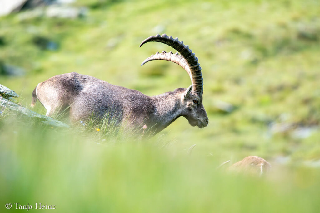 Ibexes around the Grossglockner