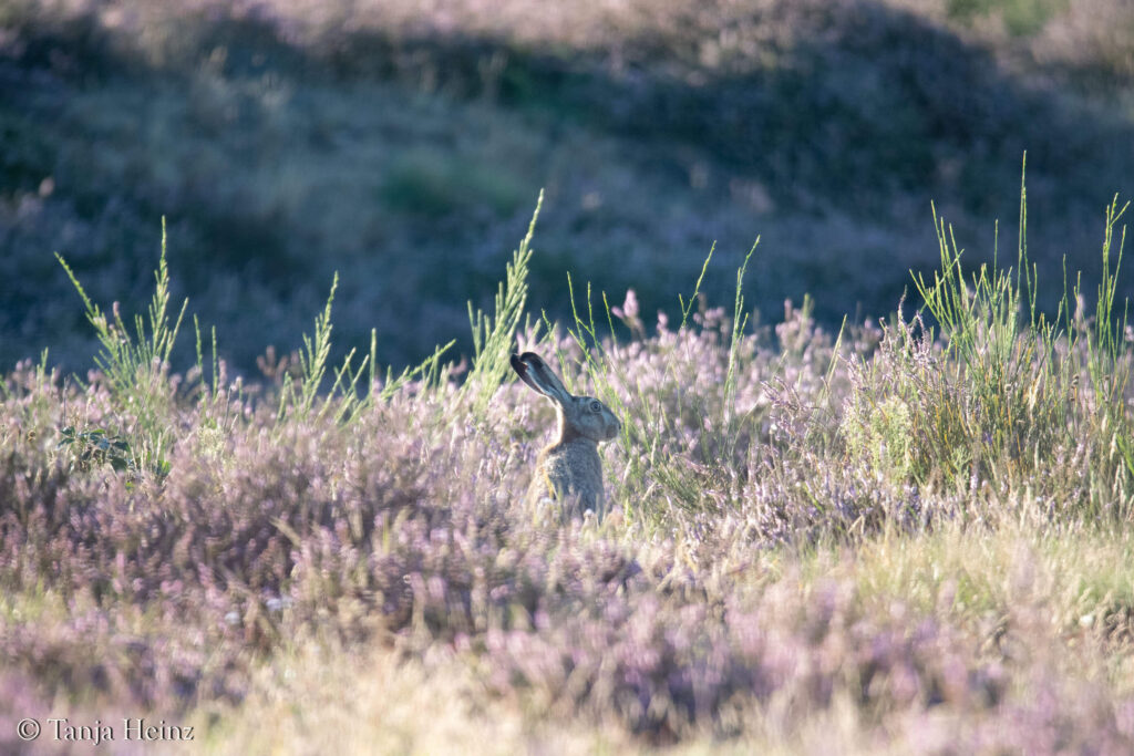 Brown hare in the Döberitzer Heide