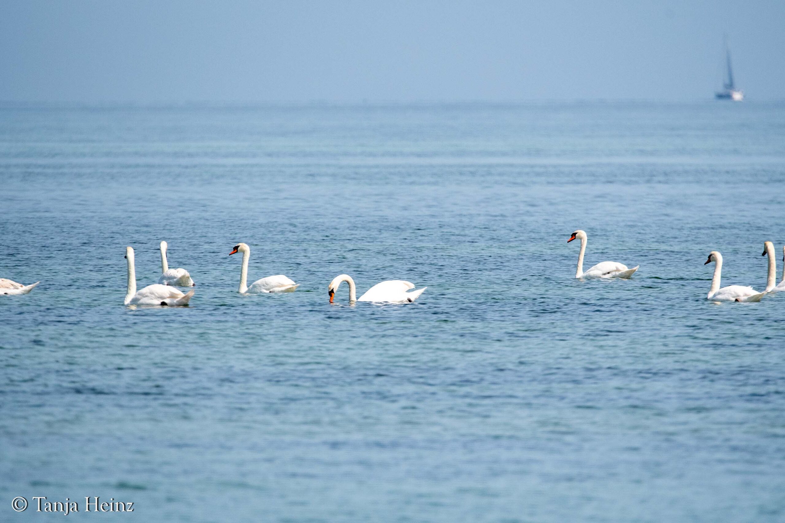 Höckerschwäne in der Wismarer Bucht