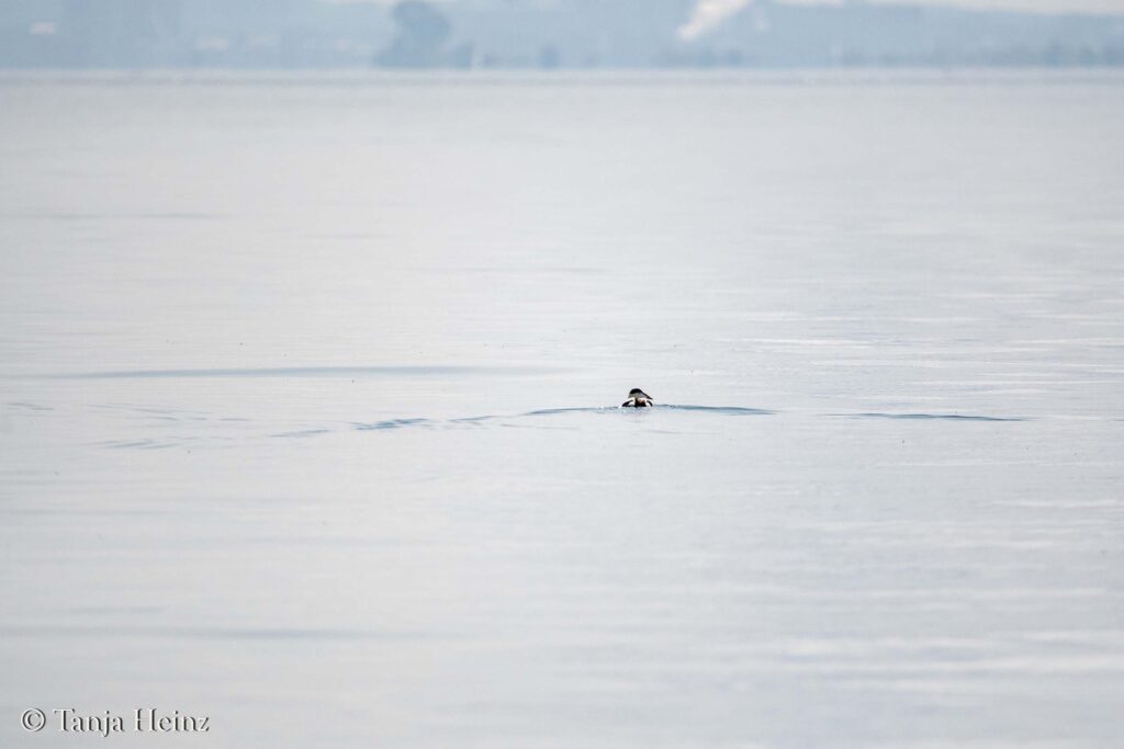 common eider in the Bay of Wismar