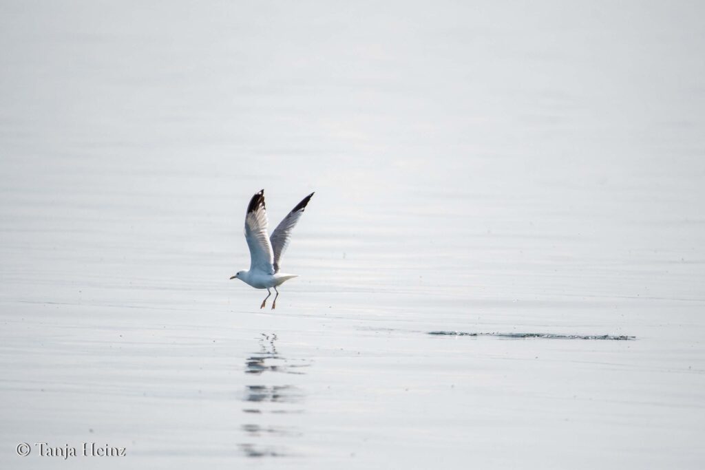 common gull in the Bay of Wismar