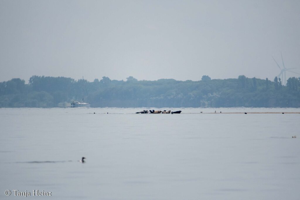 grey seals in the Bay of Wismar
