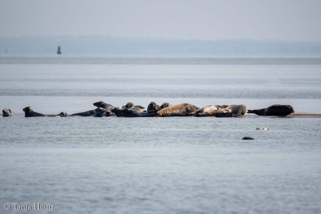 grey seals in the Bay of Wismar