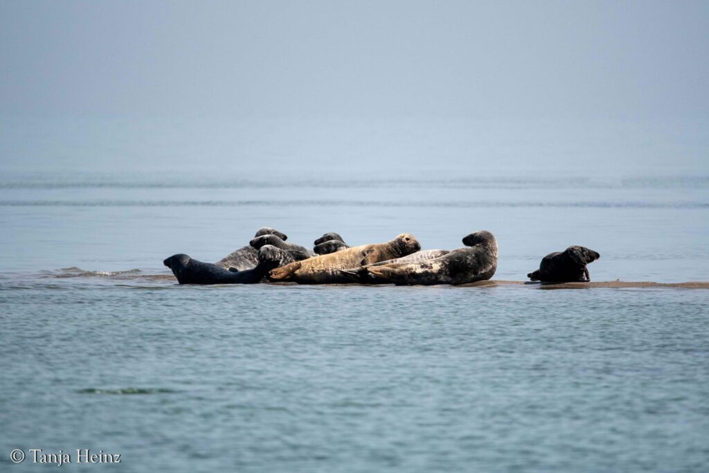 grey seals in the Bay of Wismar