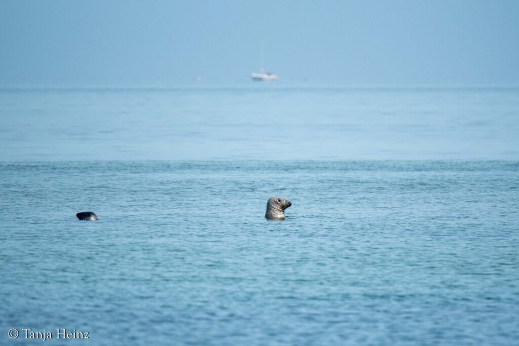 grey seals in the Bay of Wismar