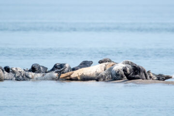 Kegelrobben in der Wismarer Bucht