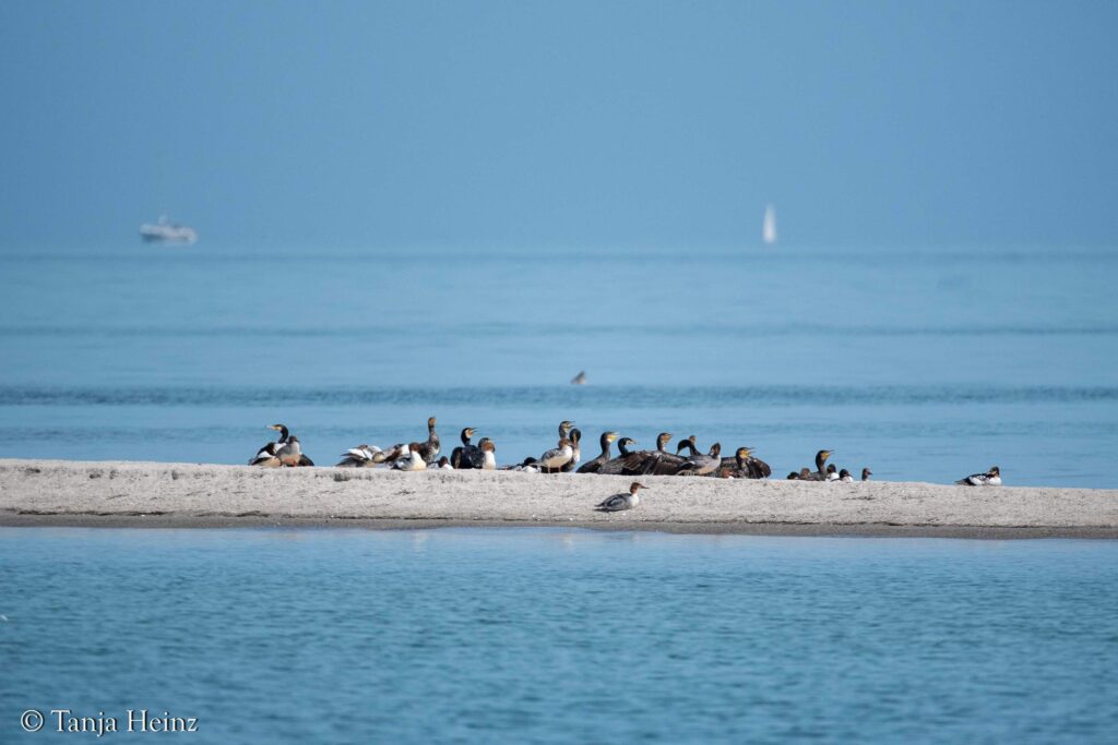 grey seals in the Bay of Wismar