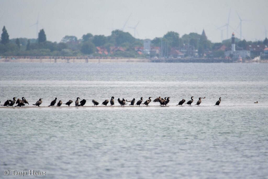 great cormorants in the Bay of Wismar