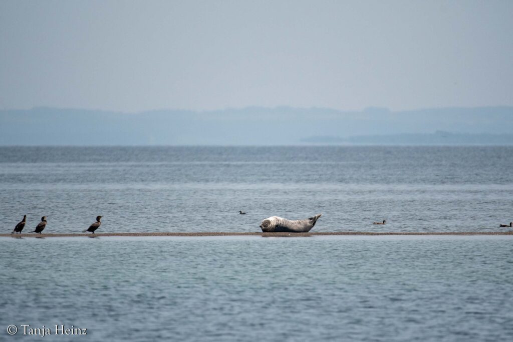 grey seals in the Bay of Wismar