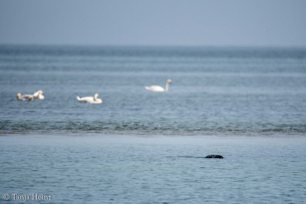birds in the Bay of Wismar