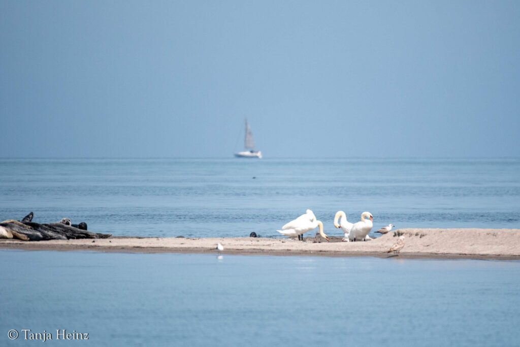 birds in the Bay of Wismar