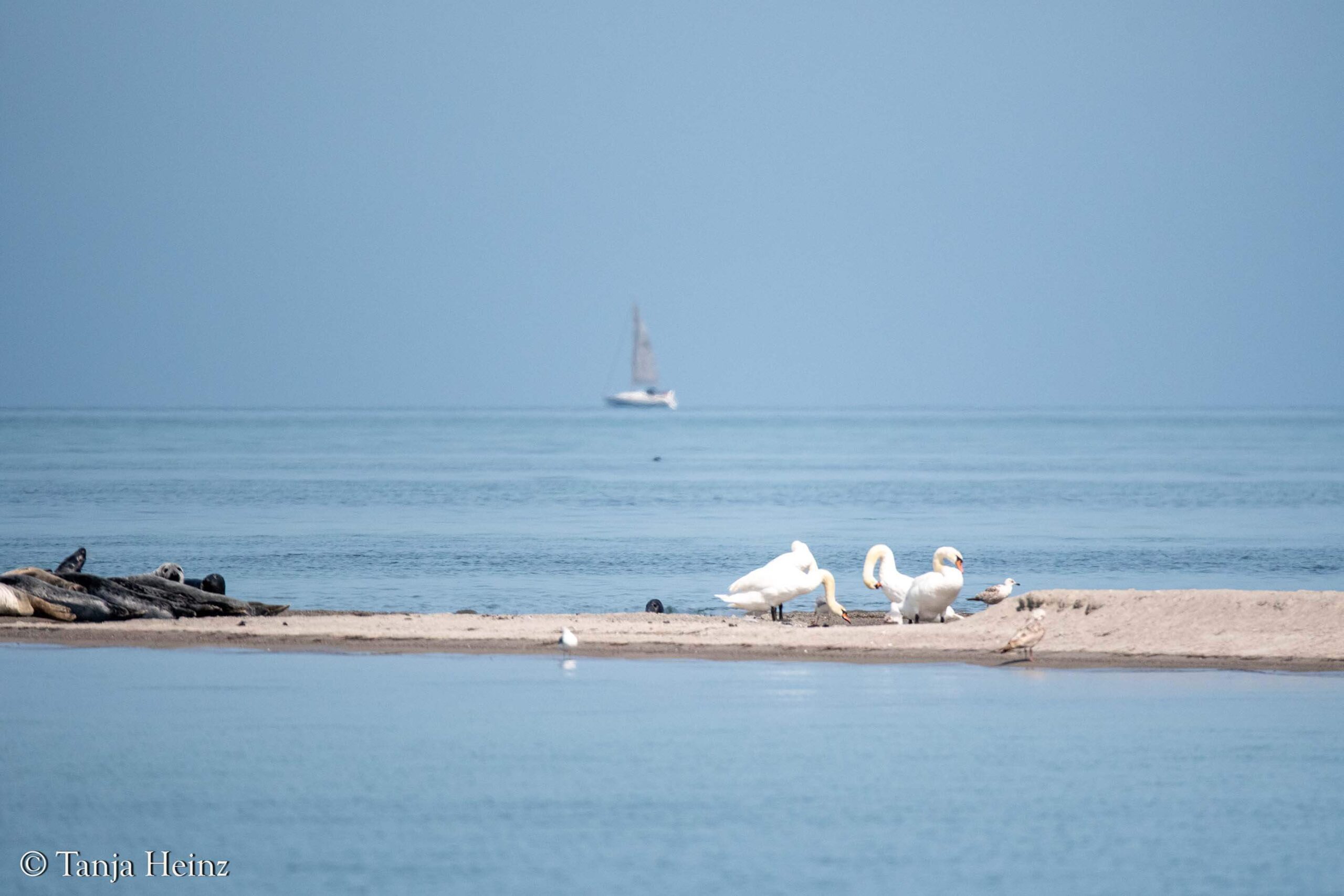 Vögel in der Wismarer Bucht