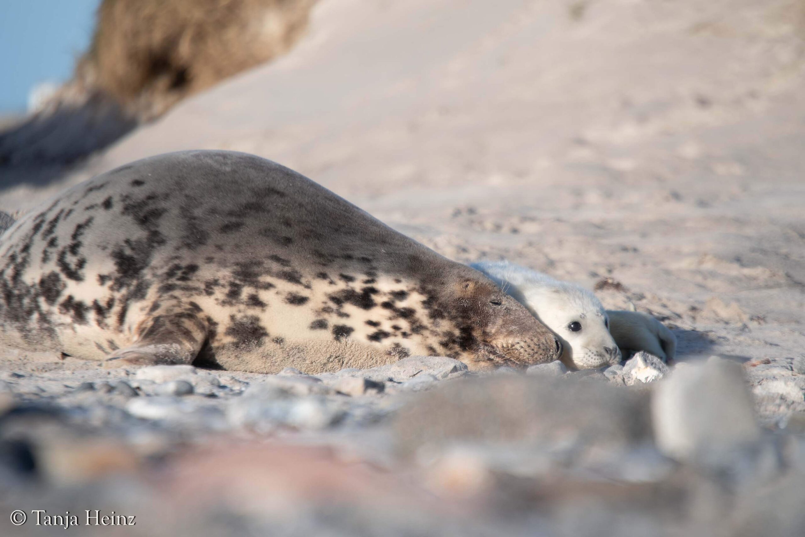 Kegelrobben auf Helgoland