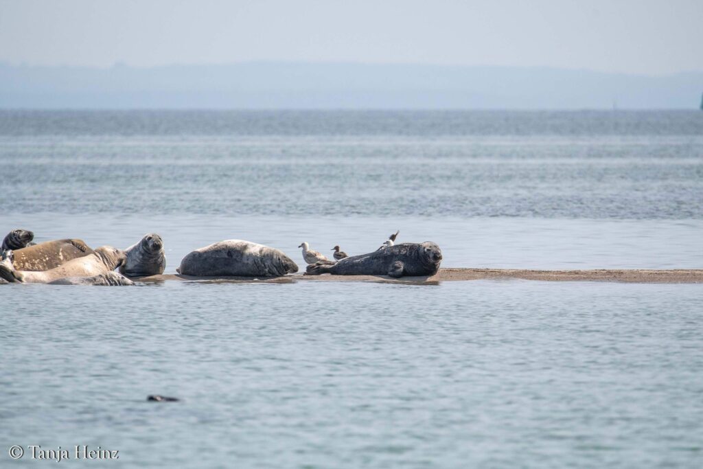 grey seals in the Bay of Wismar