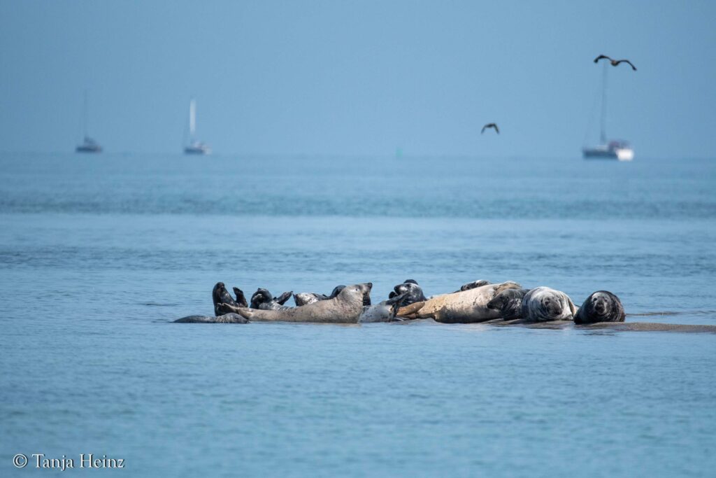 grey seals in the Bay of Wismar