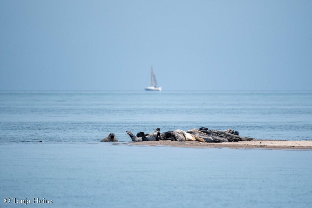grey seals in the Bay of Wismar