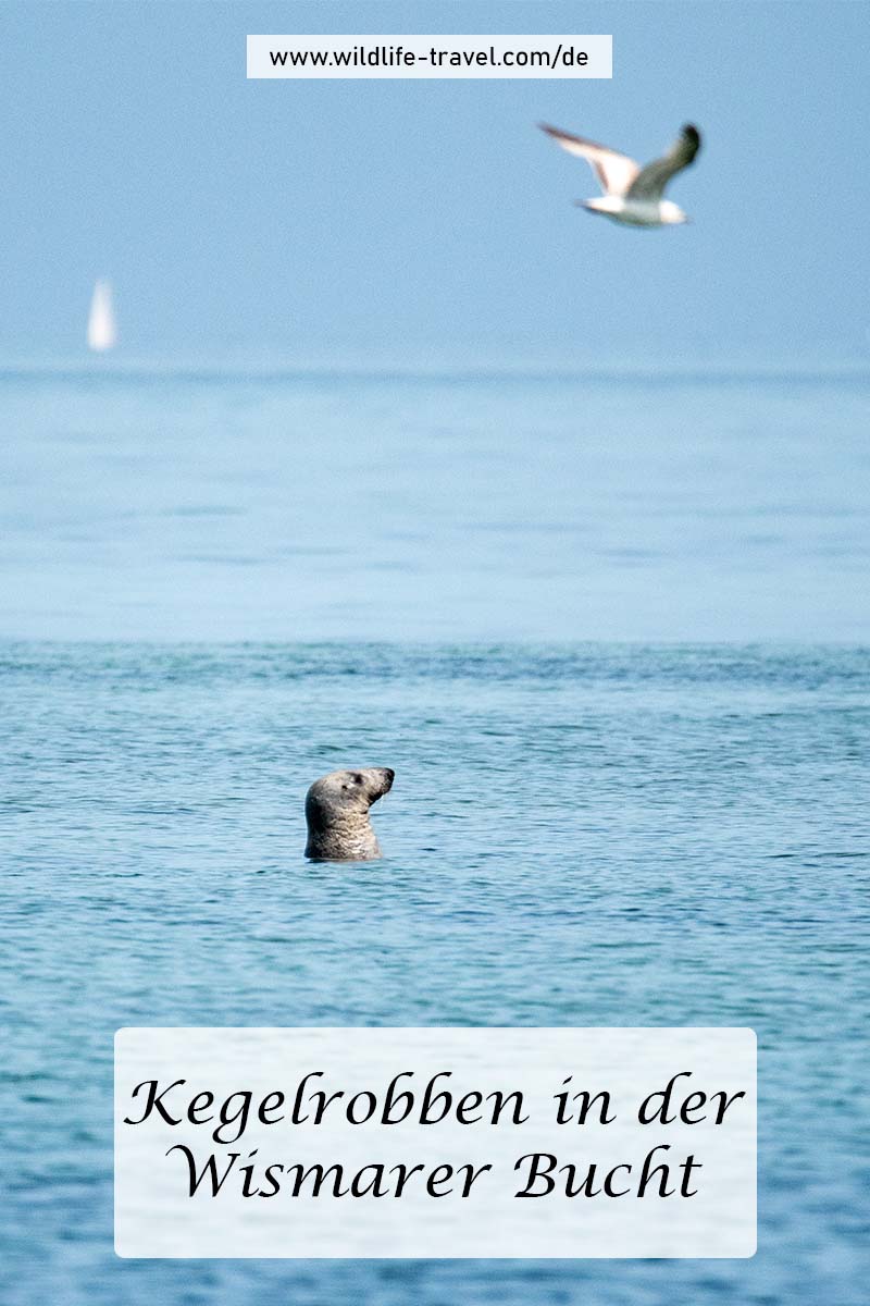 Kegelrobben in der Wismarer Bucht