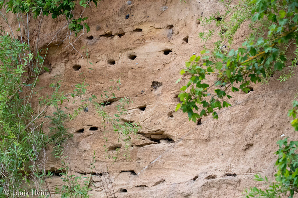 breeding caves